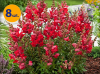 ANTIRRHINUM MAJUS ROCKET RED 8 SZTUK